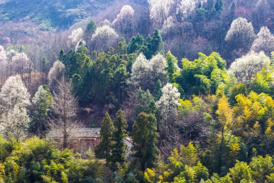 春游江淮請(qǐng)您來丨向著紅土地的方向，春游皖西